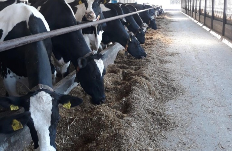 Obora mleczna z rasą HF