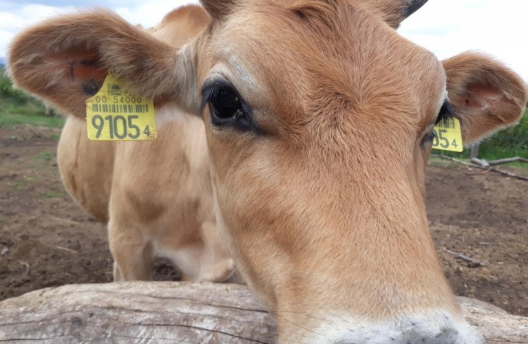 Krowa Jersey – przyjazna i ciekawska