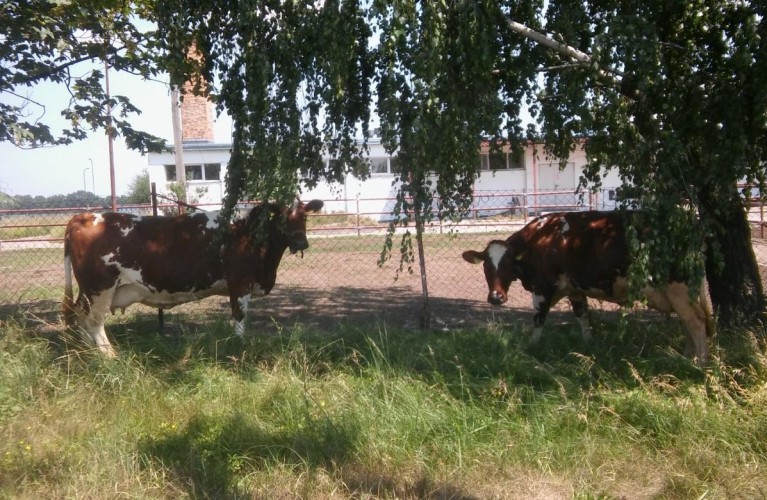 Polska Czerwono – biała